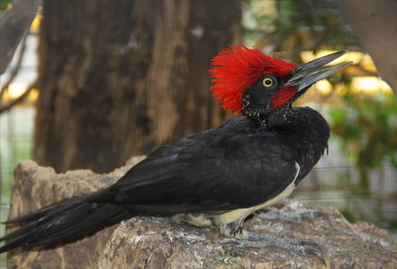 东江揽胜,惠州淡水常见鸟类图谱