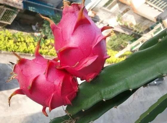 芒果核种芒果的过程,菠萝芒果核种植视频