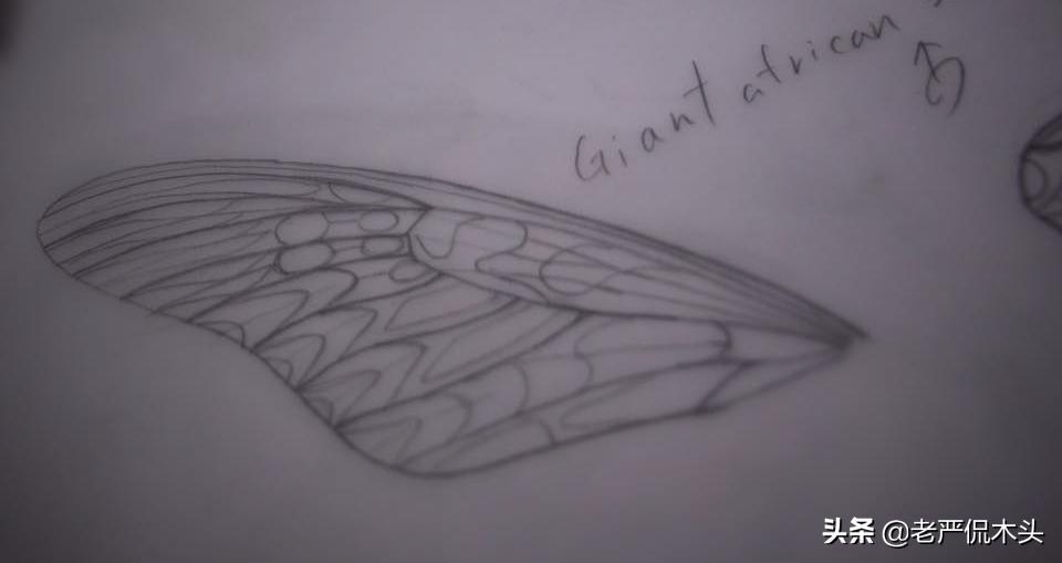 昆虫标本树脂竹节虫,昆虫标本制作竹节虫