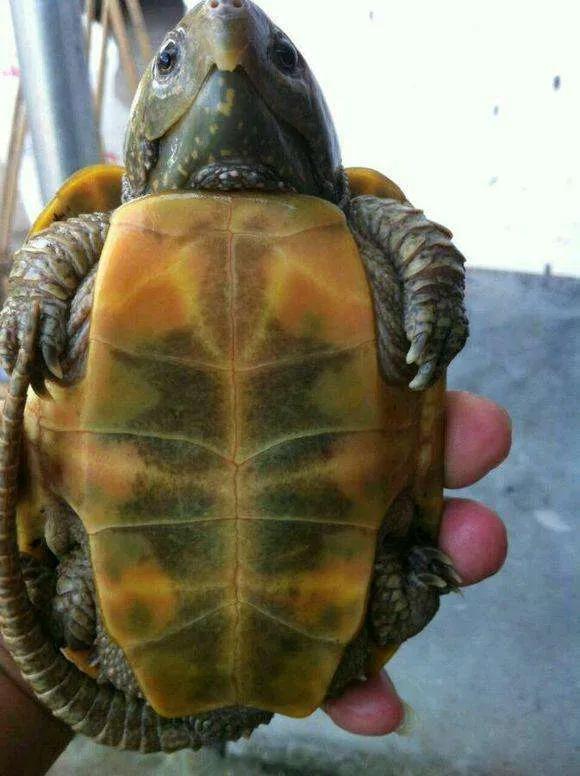 鹰嘴龟国鹰,花鸟市场鹰嘴龟