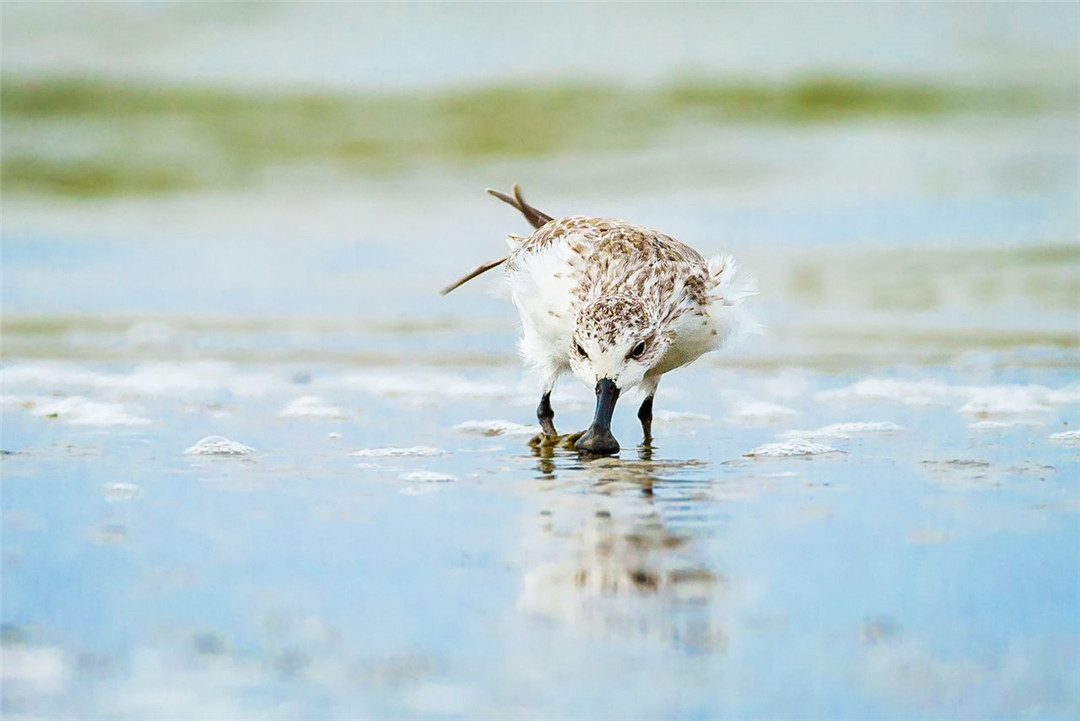 温州湾出现呆萌鸟，随地挖个坑就是“家”，总把嘴巴插入软泥里