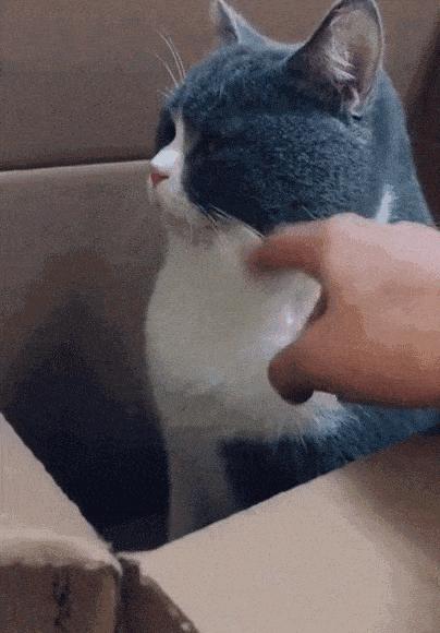 不小心把猫咪胡子弄掉了怎么办,猫的胡子掉了是怎么了