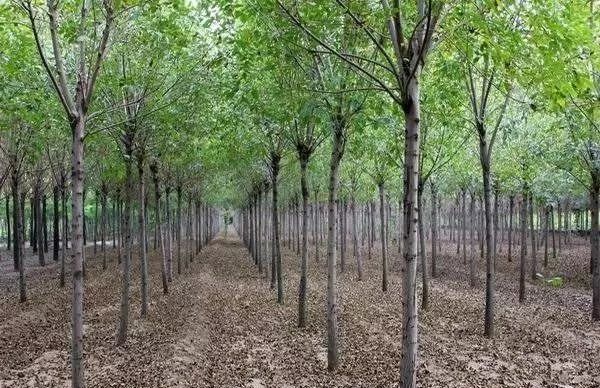 最新国槐树价走势,今日白蜡最新价格表