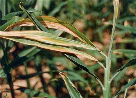 生姜枯萎病的最佳治疗方法,姜瘟病怎么治疗最有效