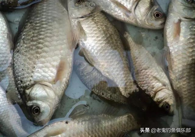 首试老鬼狂拉系列新品，作钓两小时狂口不断，势不可挡