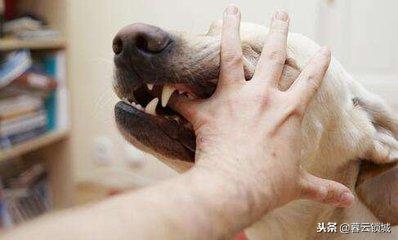 猫狗咬伤急救常识视频,东莞猫狗咬伤观察法