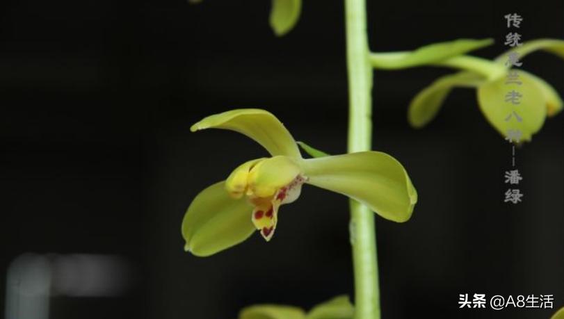 每日一品,蕙兰潘绿梅和庆华区别