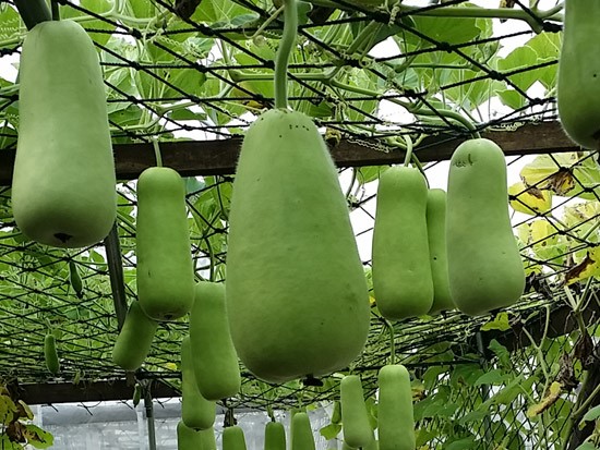 吃了苦的蒲瓜怎么办,吃到苦的蒲瓜怎么办