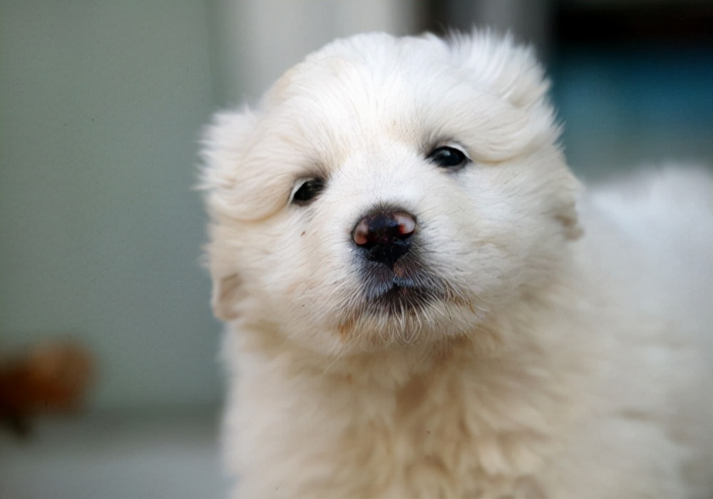 狗狗感冒怎么治疗最有效,小狗狗感冒了该怎么办