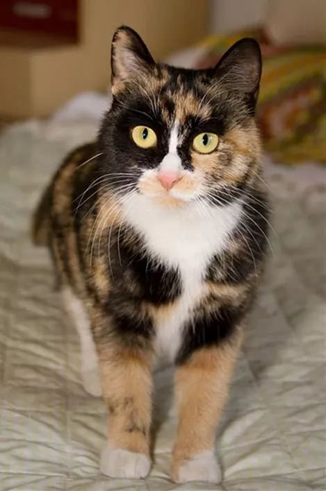 什么叫三花猫和橘猫,什么是三花猫