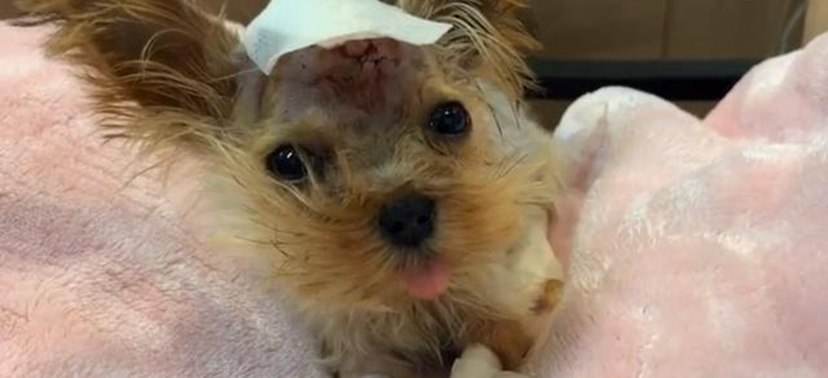 宠物狗坠楼下，主人花6万将它治愈，换你会如何选择？