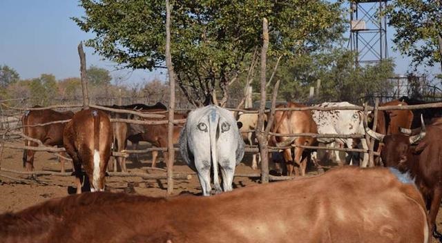 在牛屁股上“安”眼睛，真的能避免被狮子攻击？科学家：量身定制