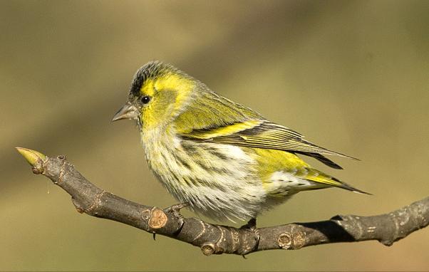 东江揽胜,惠州淡水常见鸟类图谱