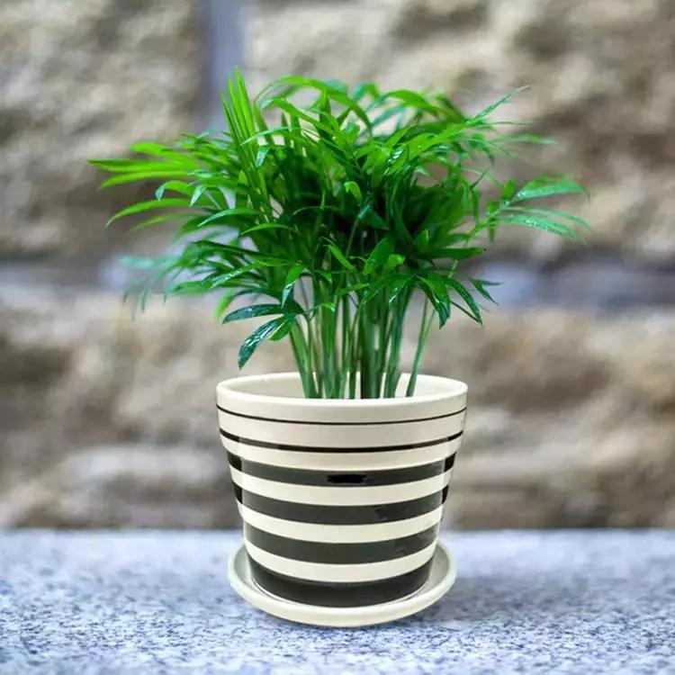 和绿萝长得很像耐阴的植物,像绿萝一样耐阴好养的植物有什么