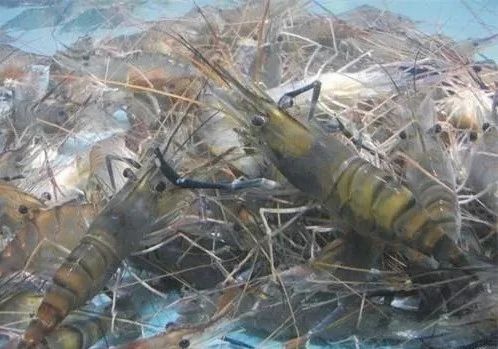 在家也能吃到的西湖名菜龙井虾仁,杭州湖滨好吃的龙井虾仁