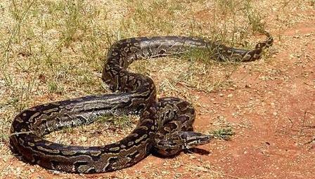 40斤大蟒蛇潜入村民养殖场,60斤巨蟒可以吞下人吗