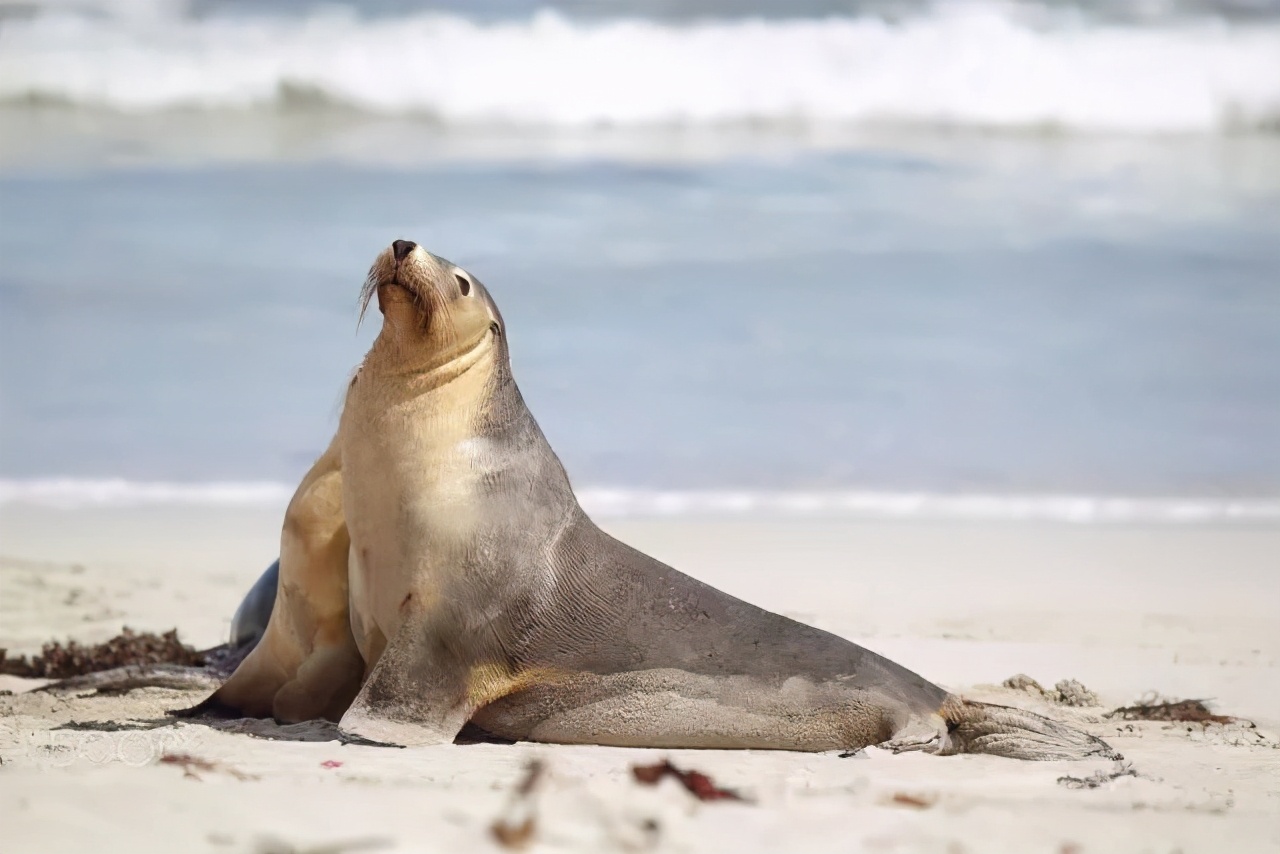 澳大利亚值得孩子去的旅游,春节去澳大利亚旅游