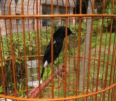 小黑白选鸟入门