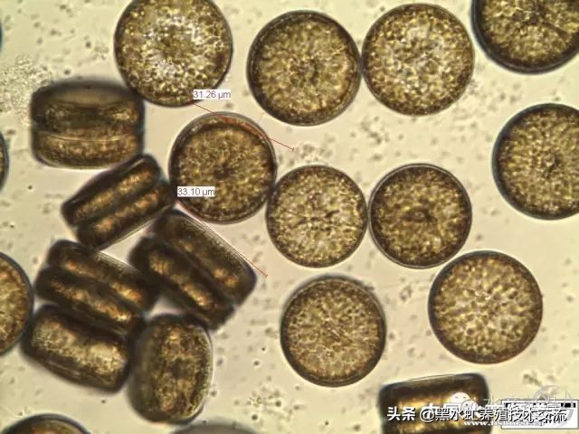 水产藻类大全图片,水产藻类知识大全