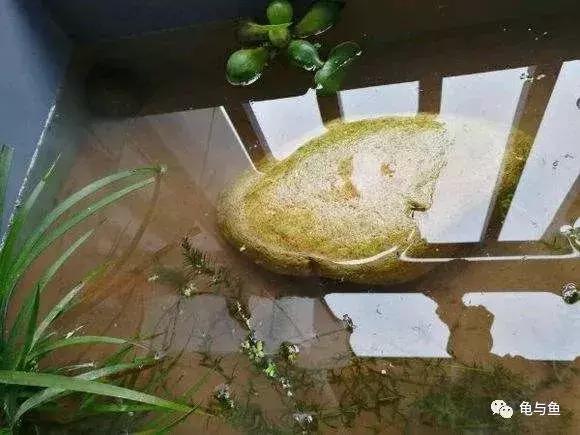 泥水养龟用什么泥好,泥水养龟生态池教程