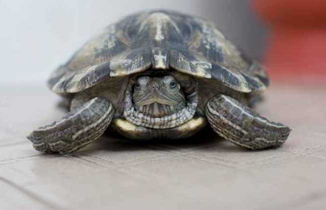 乌龟白眼病眼药水,乌龟治疗白眼一般多长时间