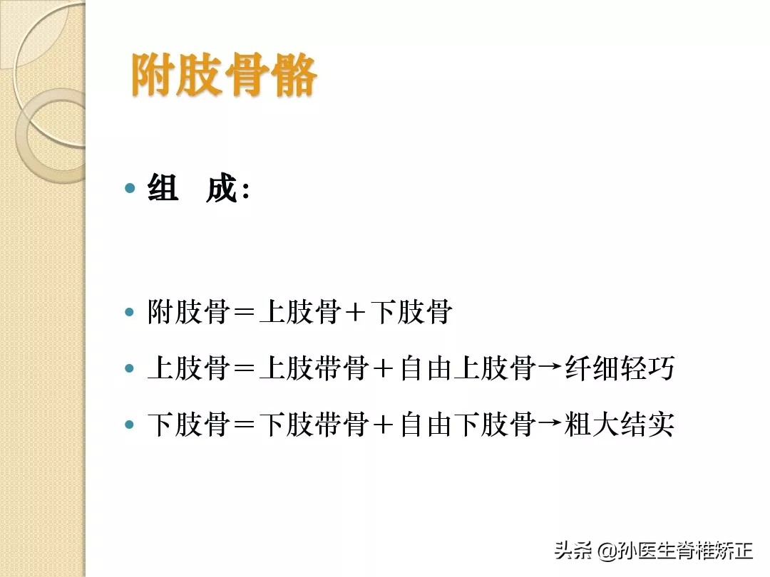 人体解剖学骨骼学思维导图,人体骨骼解剖学纪录片