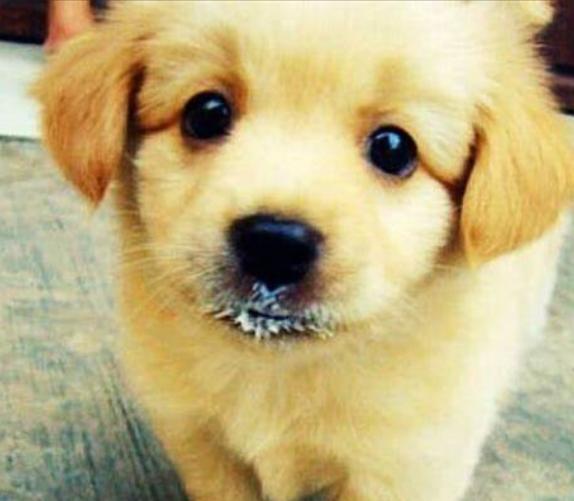 满月小狗人工喂养,刚满月的小狗怎么喂养