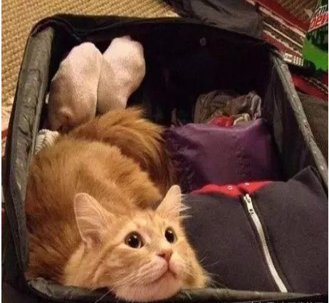 举报偷渡入境人员,偷渡入境的猫