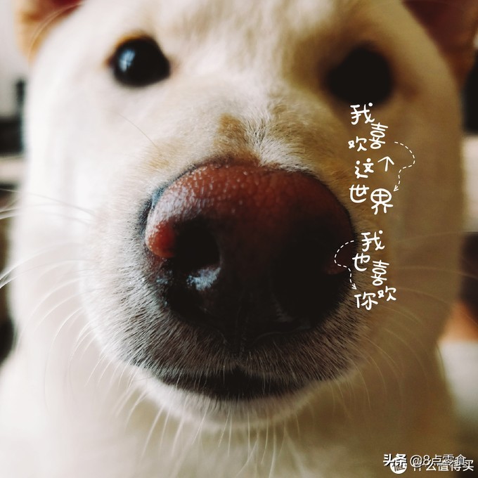 柴犬吃的狗粮推荐,柴犬推荐吃的狗粮品种