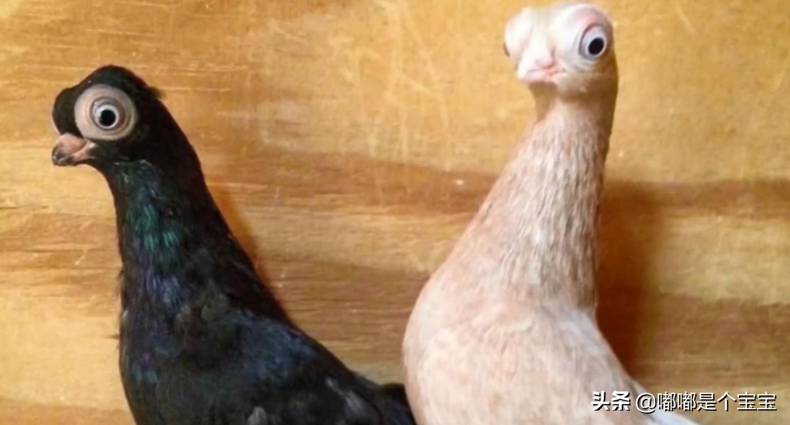 最恐怖的五种杂交生物,科学家搞出来的神奇杂交物种