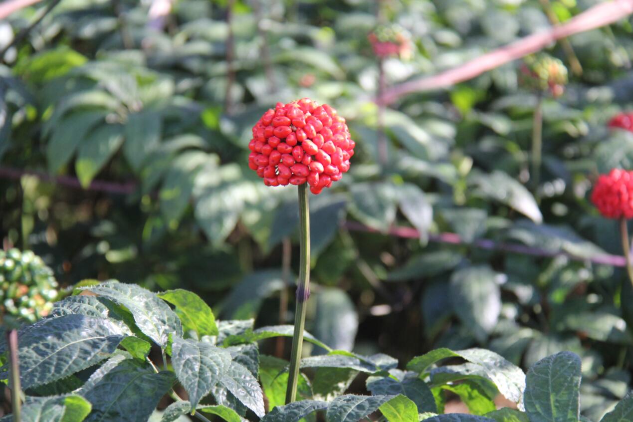 冷兵器时代如何处理伤亡士兵,冷兵器战场怎么保命