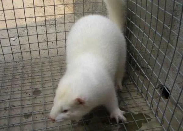 水貂养殖综合技术视频第一集,水貂养殖技术和养殖方法