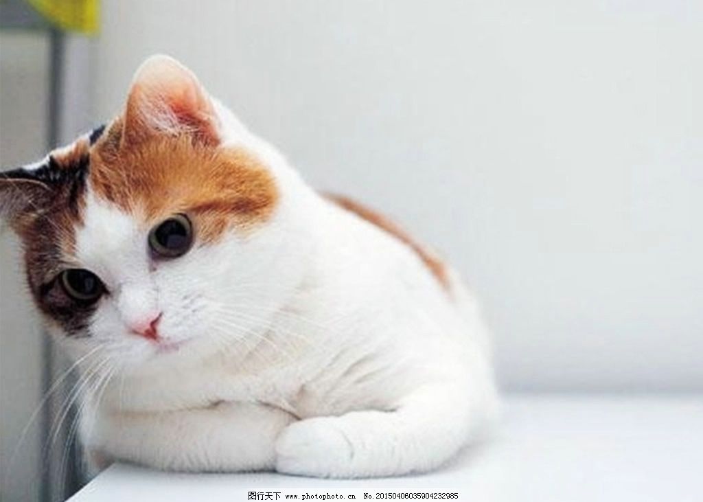 崩溃！猫咪吃「小强」会有危险吗？注意别做一件事