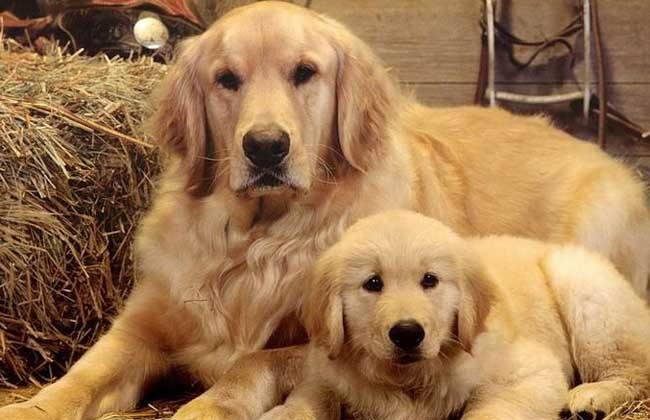 长毛长耳朵宠物狗是什么品种,有点像金毛的小型宠物狗品种