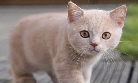 你知道猫咪的胡须为什么不能剪吗,为什么猫咪的胡须不能剪