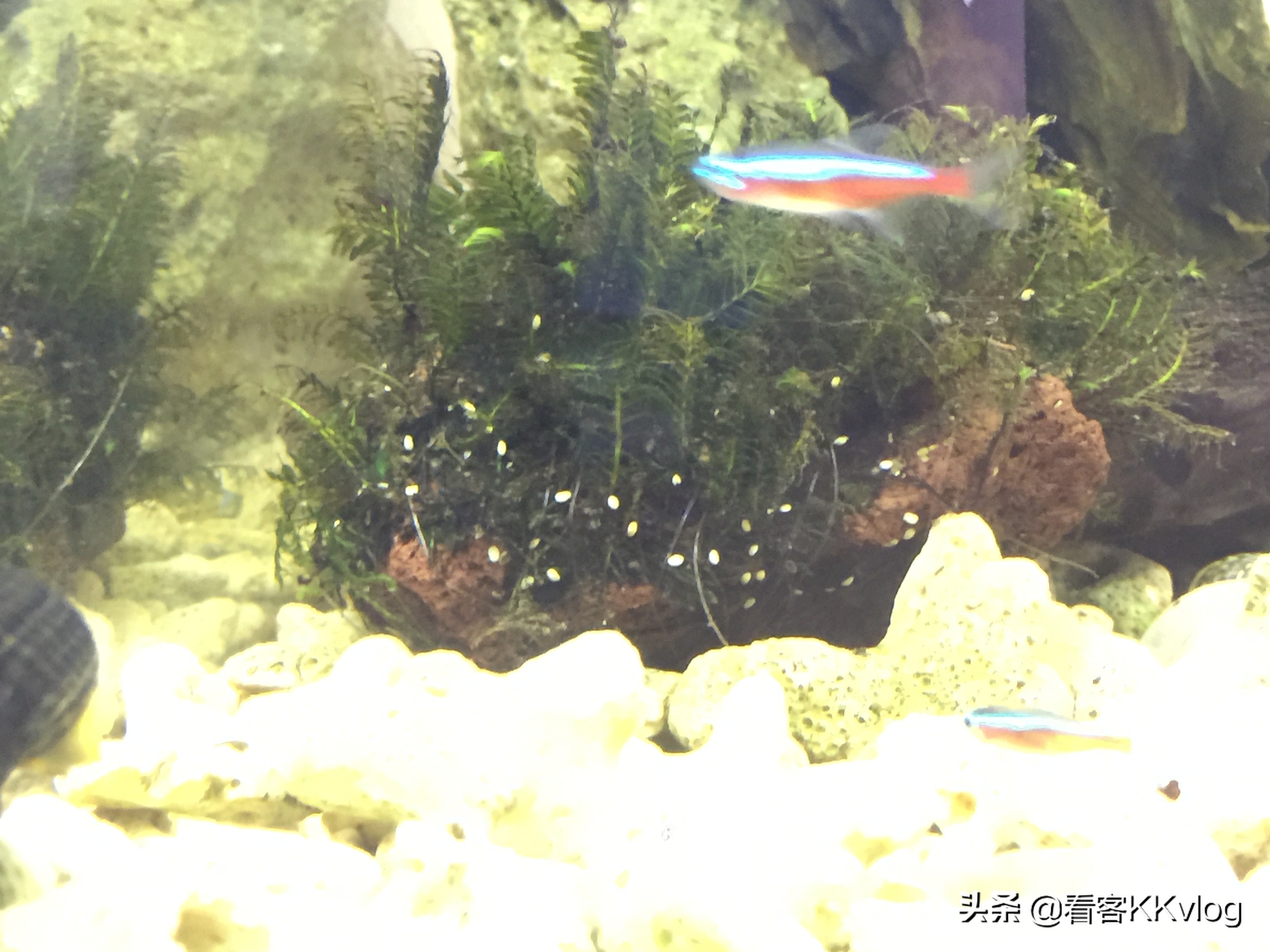 观赏螺卵图鉴,观赏螺的卵怎么养