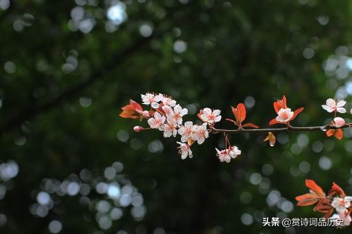 被杜甫称赞笔落惊风雨的诗人,杜甫屋漏偏逢连夜雨完整诗