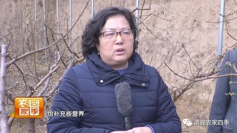 黄桃流胶病用什么药,油桃流胶病的防治方法