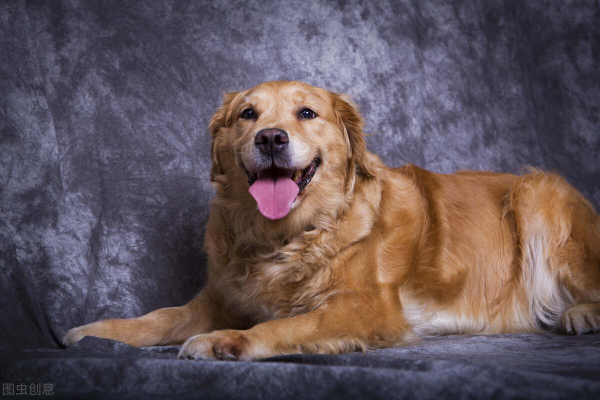 金毛拉血是什么情况,金毛尿液带血怎么回事