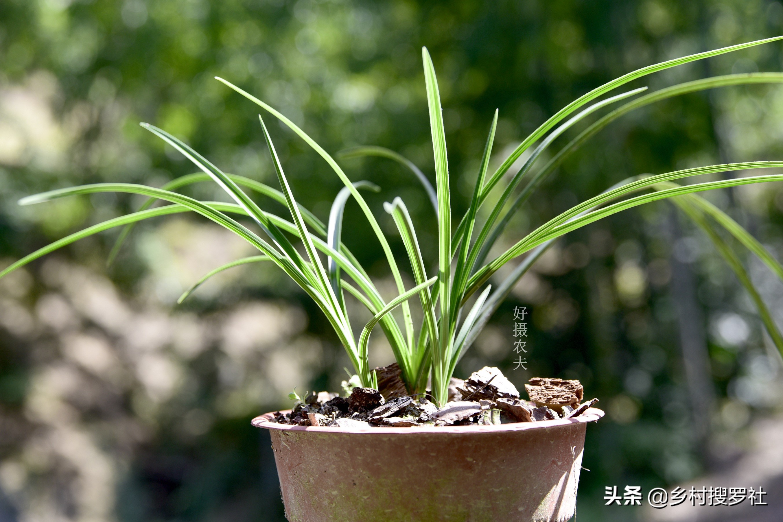 兰花得了炭疽病怎么治,兰花得了炭疽病怎么办