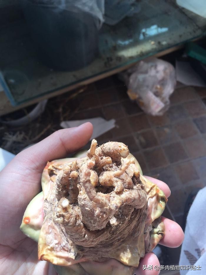 仙人掌什么情况下修根,怎么给仙人掌修形