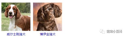 狗狗品种分类大全,狗狗品种鉴定