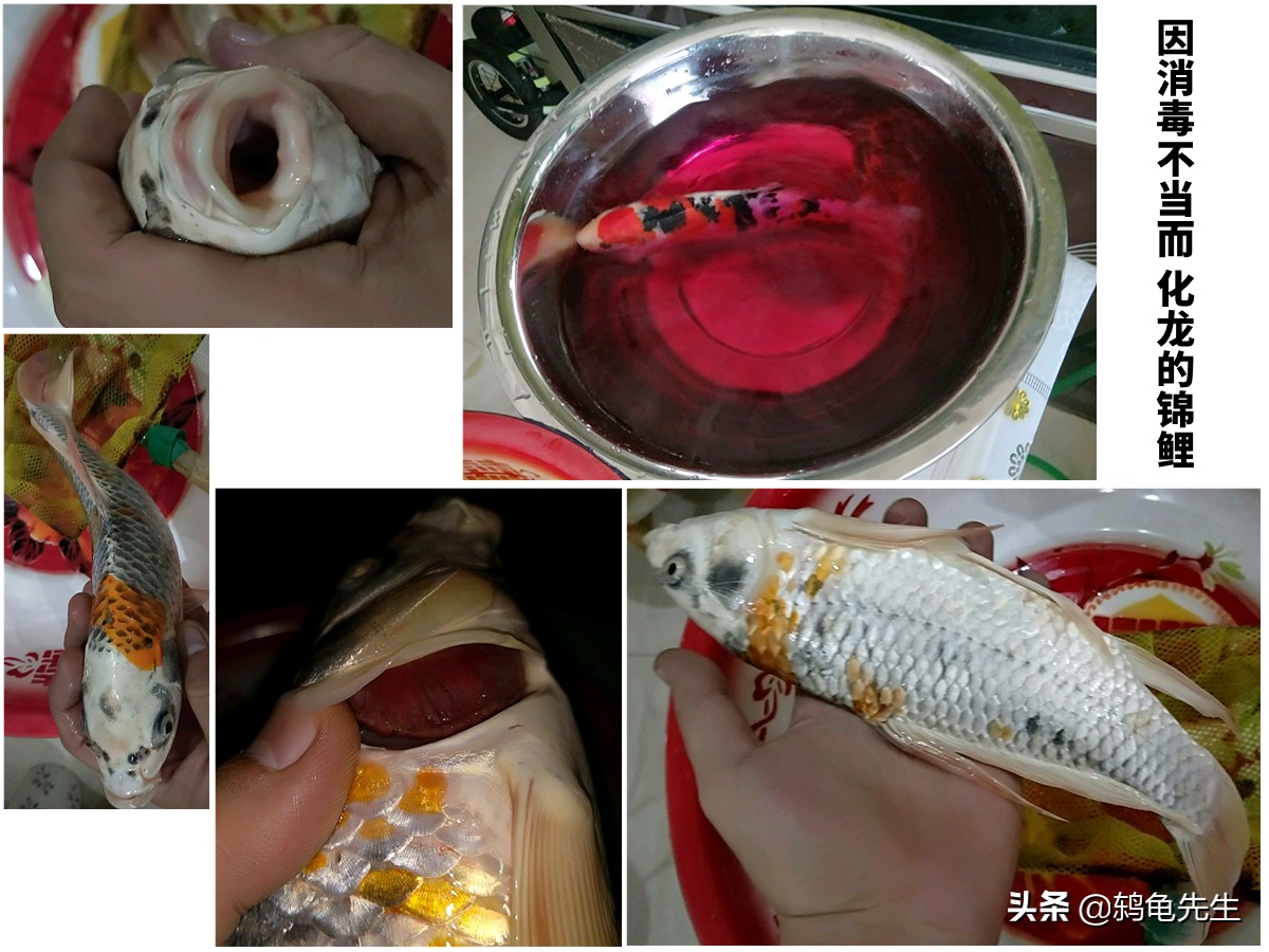 新鱼缸养鱼注意事项视频,鱼缸淘汰鱼买新鱼要不要消毒鱼缸