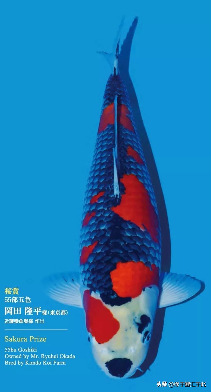 怎么分辨锦鲤有没生病,锦鲤生病的最佳方法