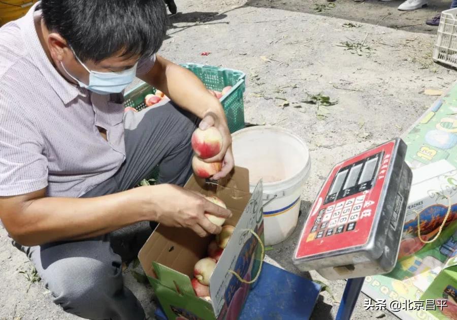 昌平鲜桃采摘地点,桃醉一夏