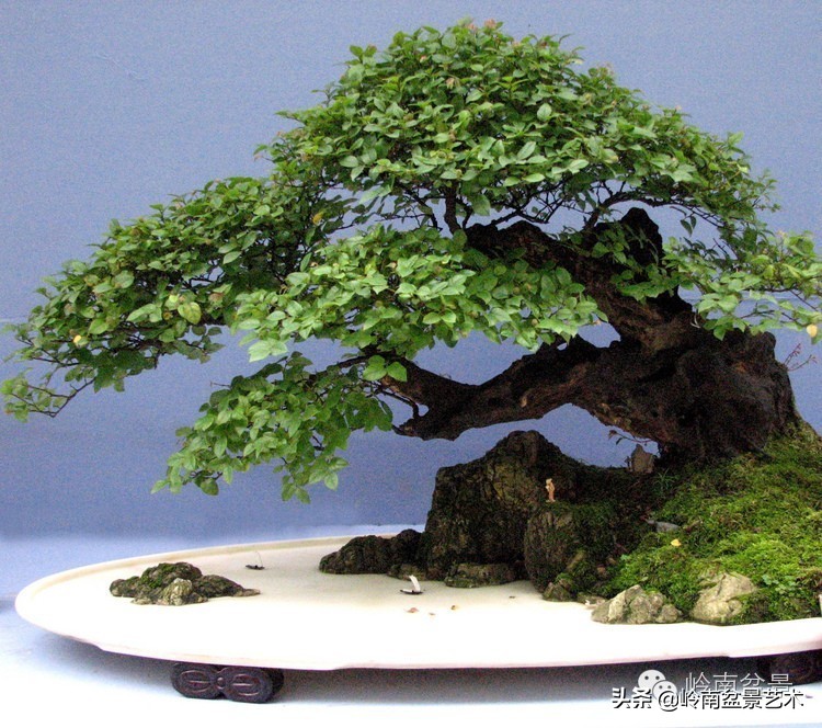 盆景经营思路及方法,盆景市场