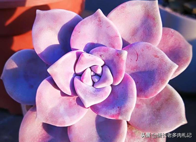 紫乐和华丽风车种一起可以吗,多肉华丽风车和粉兔