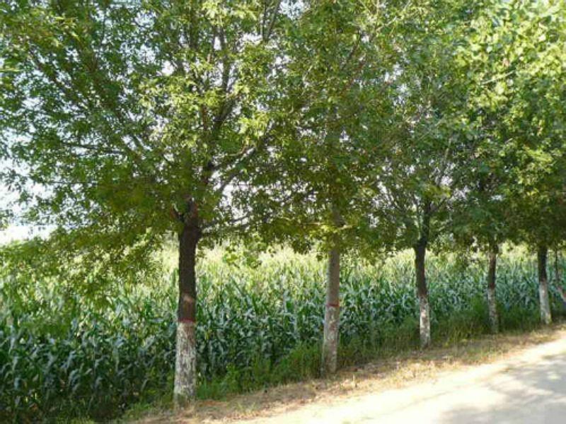 种植摇钱树致富经,荒山种植摇钱树