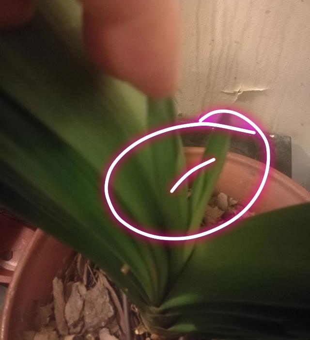 君子兰不冒花箭怎么养,君子兰养护怎样使君子兰不夹箭