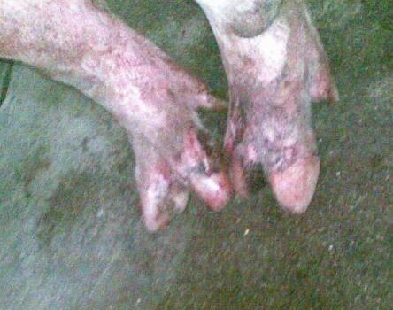 猪场发生口蹄疫复养,猪场得了口蹄疫新生仔猪怎么办